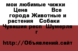 мои любимые чижки › Цена ­ 15 000 - Все города Животные и растения » Собаки   . Чувашия респ.,Шумерля г.